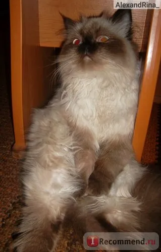 Persană pisica - „preferata mea de culoare puncte, cu care a trebuit să plece (foarte mult și