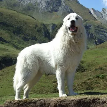 Pireneusi hegyi kutya fajta fotó és leírás a természet a Nagy Pireneusok hegyi kutya