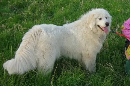 Пиринеите планина куче порода снимка и описание на характера на планината кучето Great Pyrenees