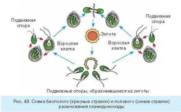 organisme supuse unicelulare capabile de fotosinteză euglena verde, Chlamydomonas si chlorella