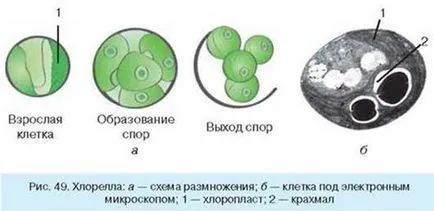 organisme supuse unicelulare capabile de fotosinteză euglena verde, Chlamydomonas si chlorella