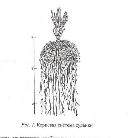 Tehnologia de cultivare a randamentelor ridicate de iarbă sudaneză