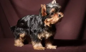 Érvek és ellenérvek a nézet Yorkshire terrier tulajdonosok „ad mancs”