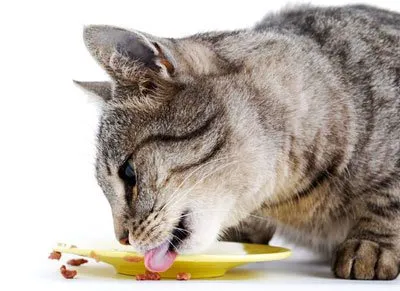 Miért a macska eszik egy tálból