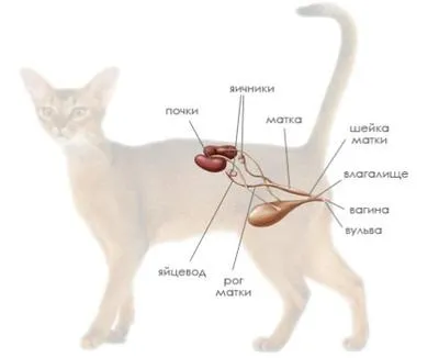 Защо е необходимо да се стерилизира си домашна котка, котката! Благотворителен фонд за хуманно отношение към животните