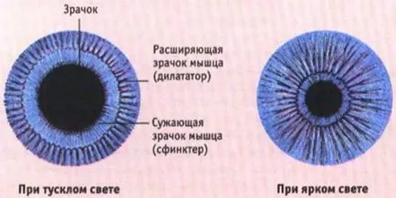 дали лечението амблиопия се поддава на възрастни за очно заболяване