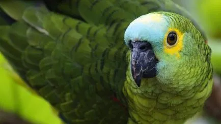 Miért papagáj vörös szem, papagájok