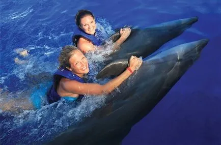 Úszás a delfinekkel nem csak szórakoztató, hanem hasznos