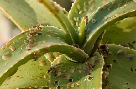 Miért aloe száraz levelek hegyénél elterjedt betegség és kártevők növények