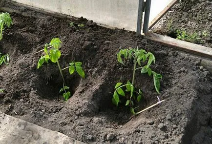 De ce galben răsaduri în seră, care este de vina și ce să facă tomate