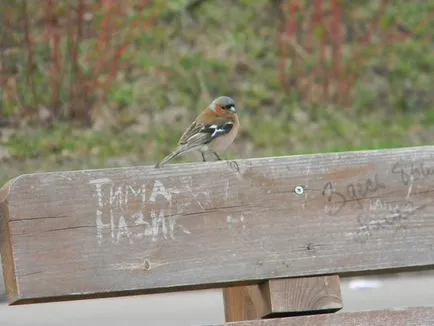 De ce Finch - linia de nord Finch