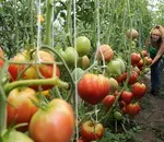 Prompt cea mai mare varietate de tomate timpurii