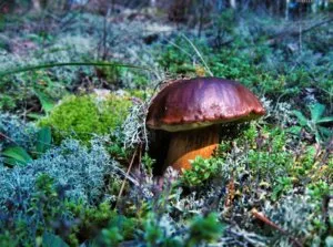 Hasznos és káros tulajdonságait az olaj