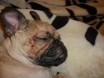 acarienii subcutanată la câini provoacă mâncărimi și dureri, și poate duce la deces
