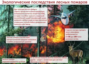Последиците от горски пожари върху екосистемата