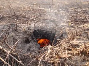 Consecințele incendiilor forestiere asupra ecosistemului