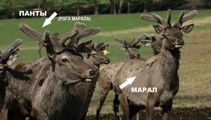 După o excursie la Altai, am început să bea sânge, tripco