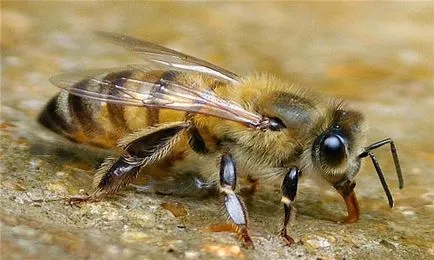 Сънувах пчела какво е, че е в съня пчела
