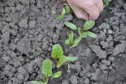 La depozitarea sfecla blackens - de ce se întâmplă acest lucru