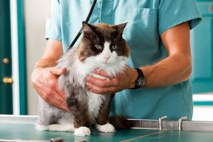 vaccinări pentru pisici