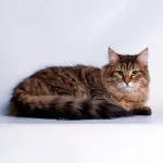 Pvengerskie macska fajták képekkel