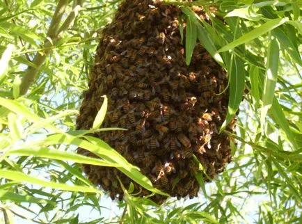 Работа с гадина, борещи се роене пчелите