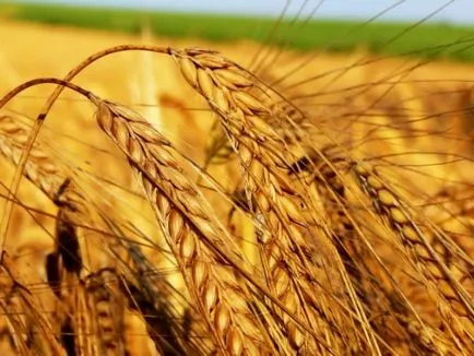 beneficii de sănătate wheatgrass, natablog