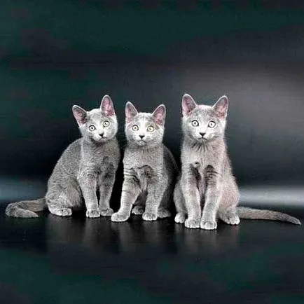 Pvengerskie macska fajták képekkel