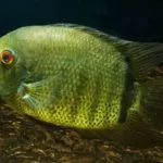 Възпроизвеждането chromis красиви прости условия за хвърляне на хайвер