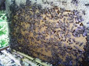 Méhészeti kezdőknek