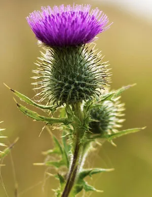 Plant bogáncs fodros leírás, fotók, gyógyító tulajdonságokkal