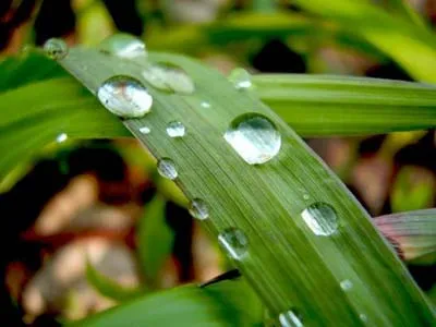 Plante barometru si prognoza meteo