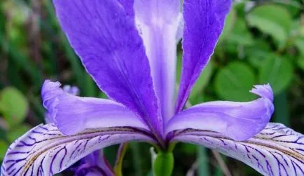 Seminte irisi Reproducere