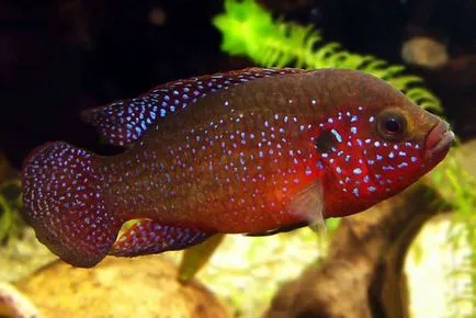 Chromis Reproducere condiții frumos simple pentru reproducere