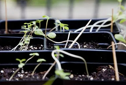 Sadire zinnias întins ce să facă, cum să salvați