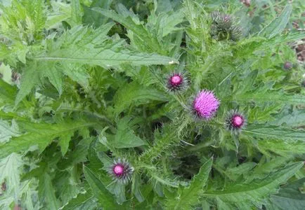 Plant bogáncs fodros leírás, fotók, gyógyító tulajdonságokkal