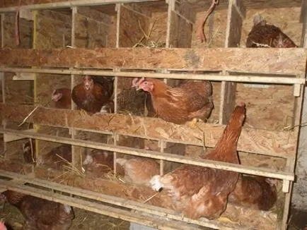 Доходността на кокошки кокошки носачки у дома