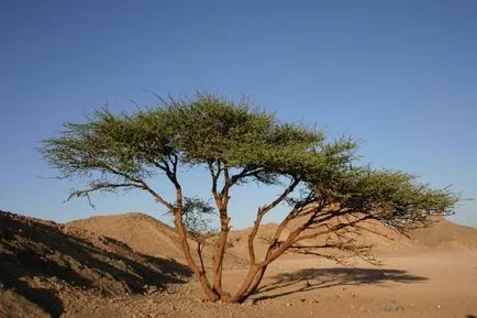 Saxaul - desert sădește o descriere scurtă, fotografie, zona naturală