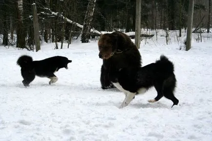 Rusă-europeană Laika, rasă de câini, fotografii, căței