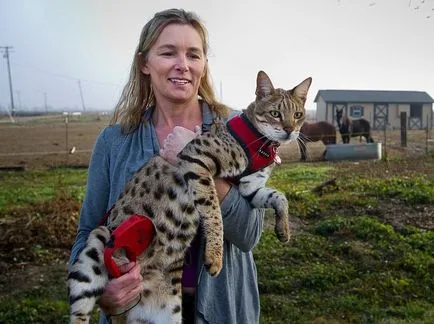 Cea mai mare felina din lume și cele mai mari rase de pisici