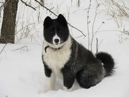 Rusă-europeană Laika, rasă de câini, fotografii, căței