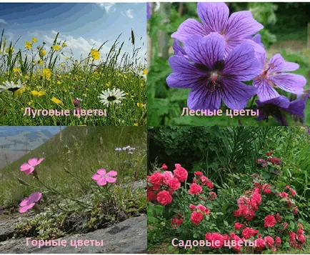 Kerti virágok és népszerű formája