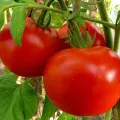 Tomate - Alyosha Popovich - descrierea soiului, avantajele sale și caracteristici, comentarii și fotografii