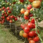 Caracteristici de tomate verlioka de cultivare și întreținere de grad