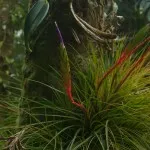 Tillandsia otthoni gondozást, tenyésztés, transzplantáció, betegségek