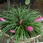 Tillandsia otthoni gondozást, tenyésztés, transzplantáció, betegségek