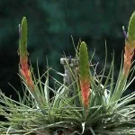 Tillandsia otthoni gondozást, tenyésztés, transzplantáció, betegségek