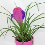 Tillandsia otthoni gondozást, tenyésztés, transzplantáció, betegségek