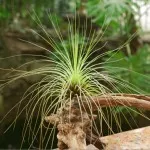 Tillandsia otthoni gondozást, tenyésztés, transzplantáció, betegségek