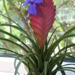 Tillandsia otthoni gondozást, tenyésztés, transzplantáció, betegségek